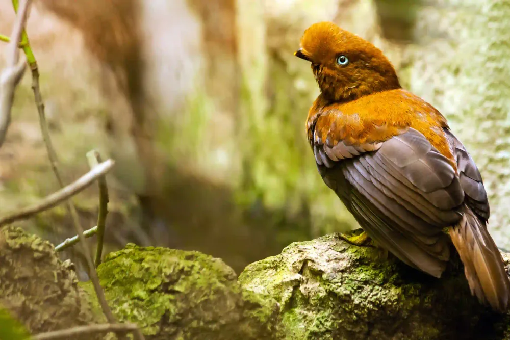 Andean cock-of-the-rock, the bright orange bird of the Manu cloud forest