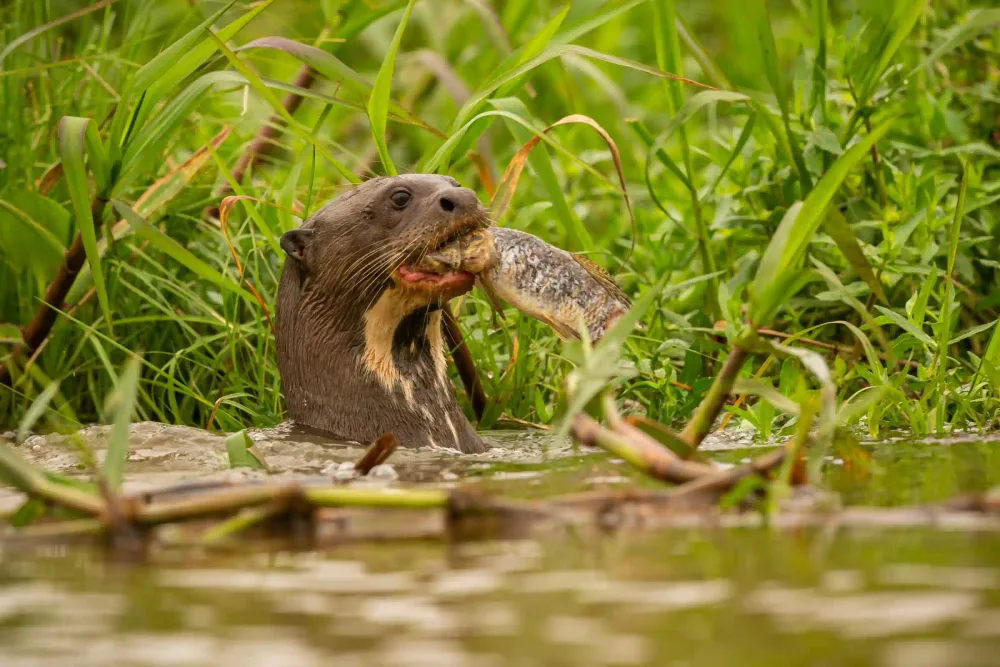 Giant river otter eating a fish, the star wildlife of Tambopata