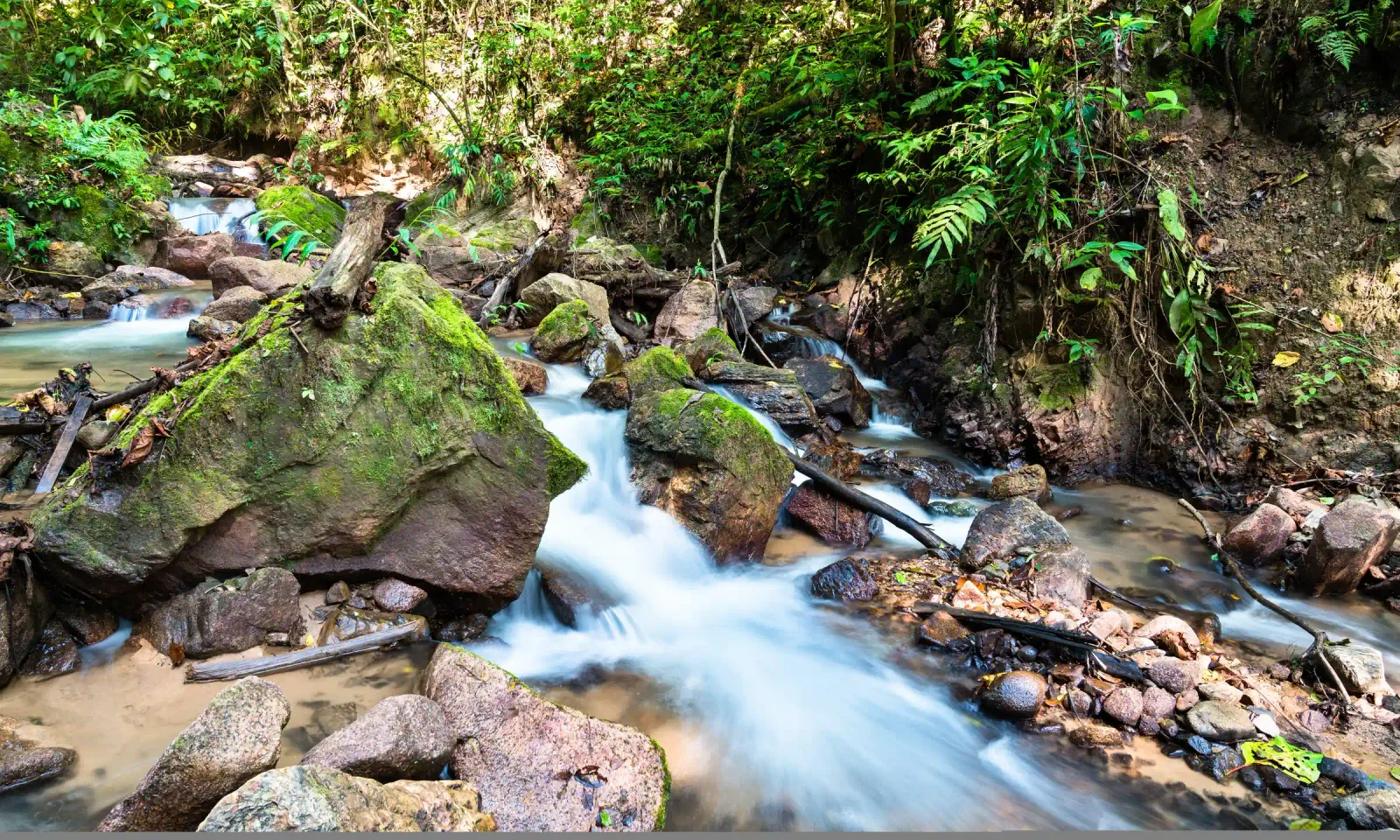 Jungle stream with mossy rocks and dense rainforest vegetation in the Amazon