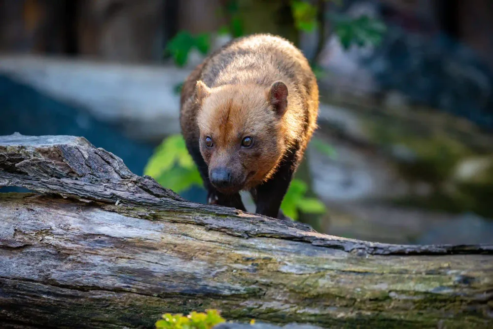 Wild animal on a fallen log in the dense rainforest of Manu National Park