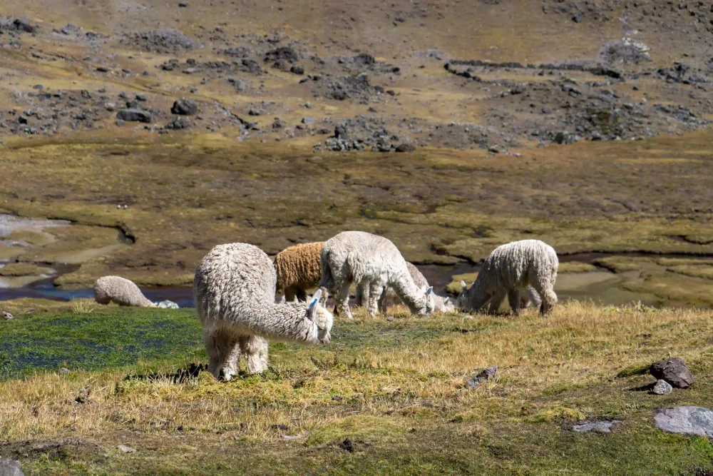 Alpacas grazing in the Ausangate highlands
