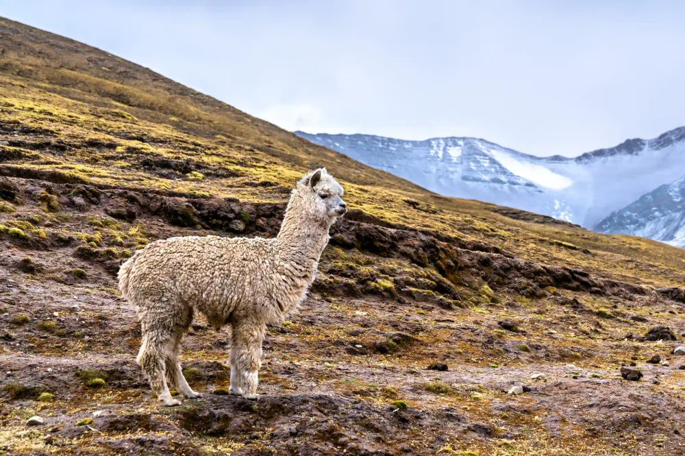 A lone alpaca with the snow-capped Ausangate peaks behind