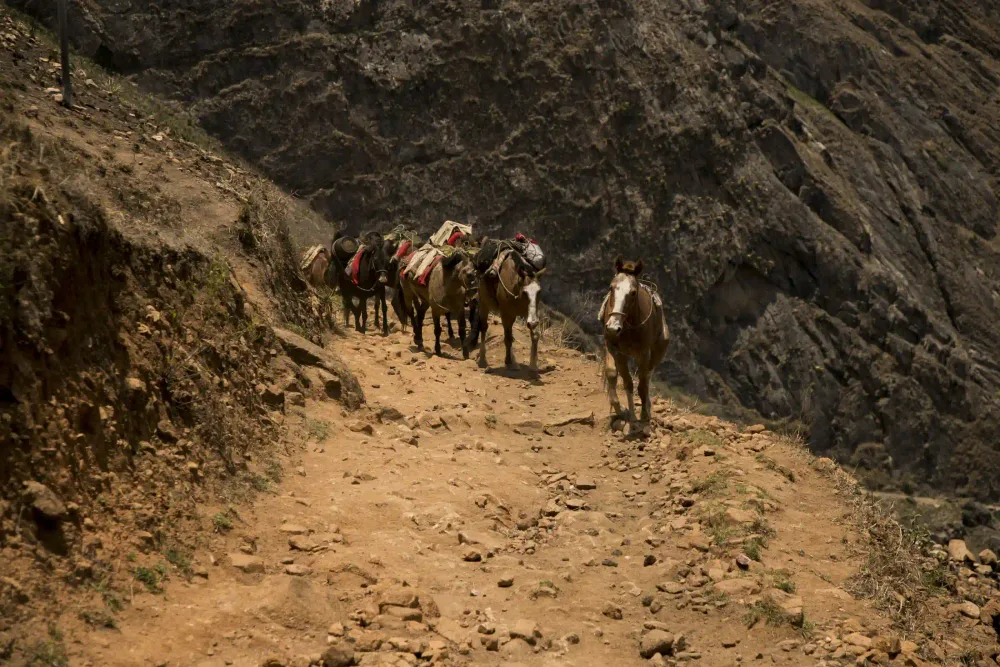 Mules carrying gear along the canyon trail on the Choquequirao trek