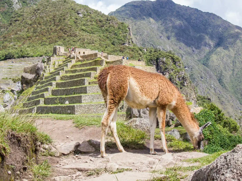 Machu Picchu by Car and Train 2-Day Tour
