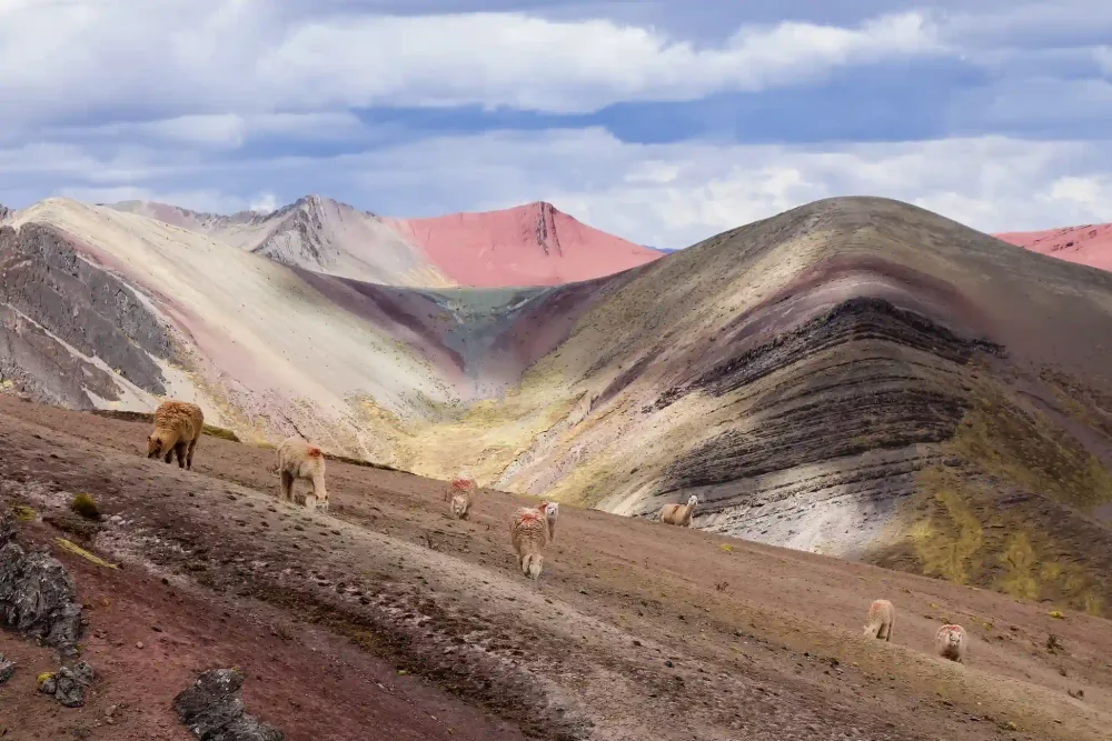 Alpacas grazing in front of the Palcoyo rainbow mountains