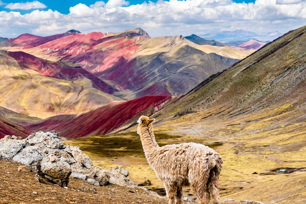 A llama in front of the colourful Vinicunca mountain ridges